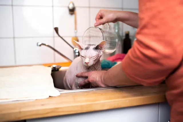 Sphynx Cat Grooming: 7 Vet-Reviewed Tips & Tricks