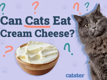Can Cats Eat Cream Cheese? Vet-Reviewed Nutrition Facts & FAQ