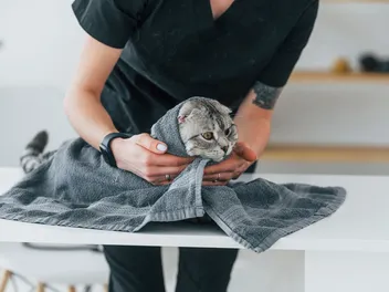Why Do Cats Like Damp Towels? 6 Vet-Reviewed Reasons