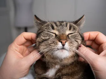 How to Give a Cat a Head Massage: 4 Vet-Reviewed Tips & Benefits