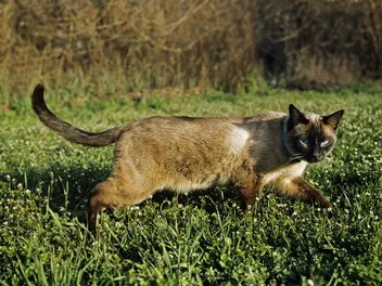 Will Cats Protect Chickens? Our Vet Answers