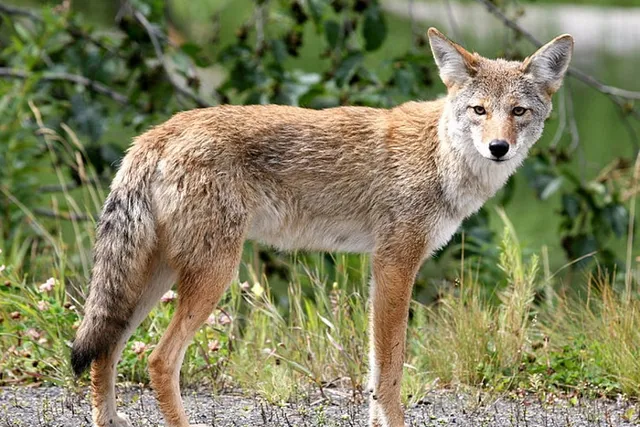 Will Coyotes Eat Cat Food? Vet-Approved Explanation & Safety Tips
