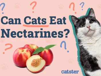 Can Cats Eat Nectarines? Vet Approved Nutritional Facts & FAQ