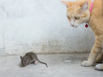 Do Cats Kill Rats? Vet-Reviewed Facts & Efficacy