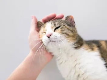 Why Do Cats Like Their Ears Rubbed? 5 Vet Reviewed Reasons