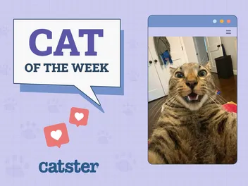 Catster Photo Contest: Cats of the Week Winners (June 12, 2025)
