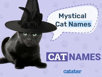 250+ Mystical & Magical Cat Names for Supernatural Felines