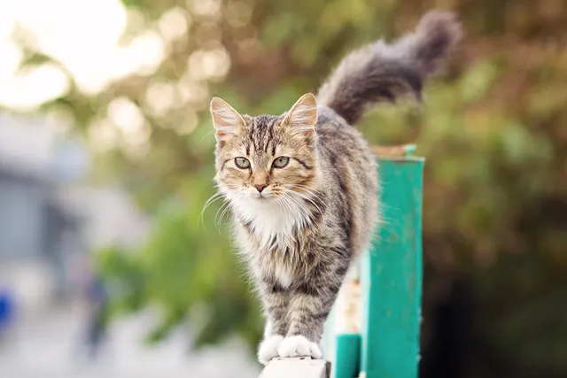 4 Amazing DIY Cat Fence Roller Plans You Can Create at Home (With Pictures)