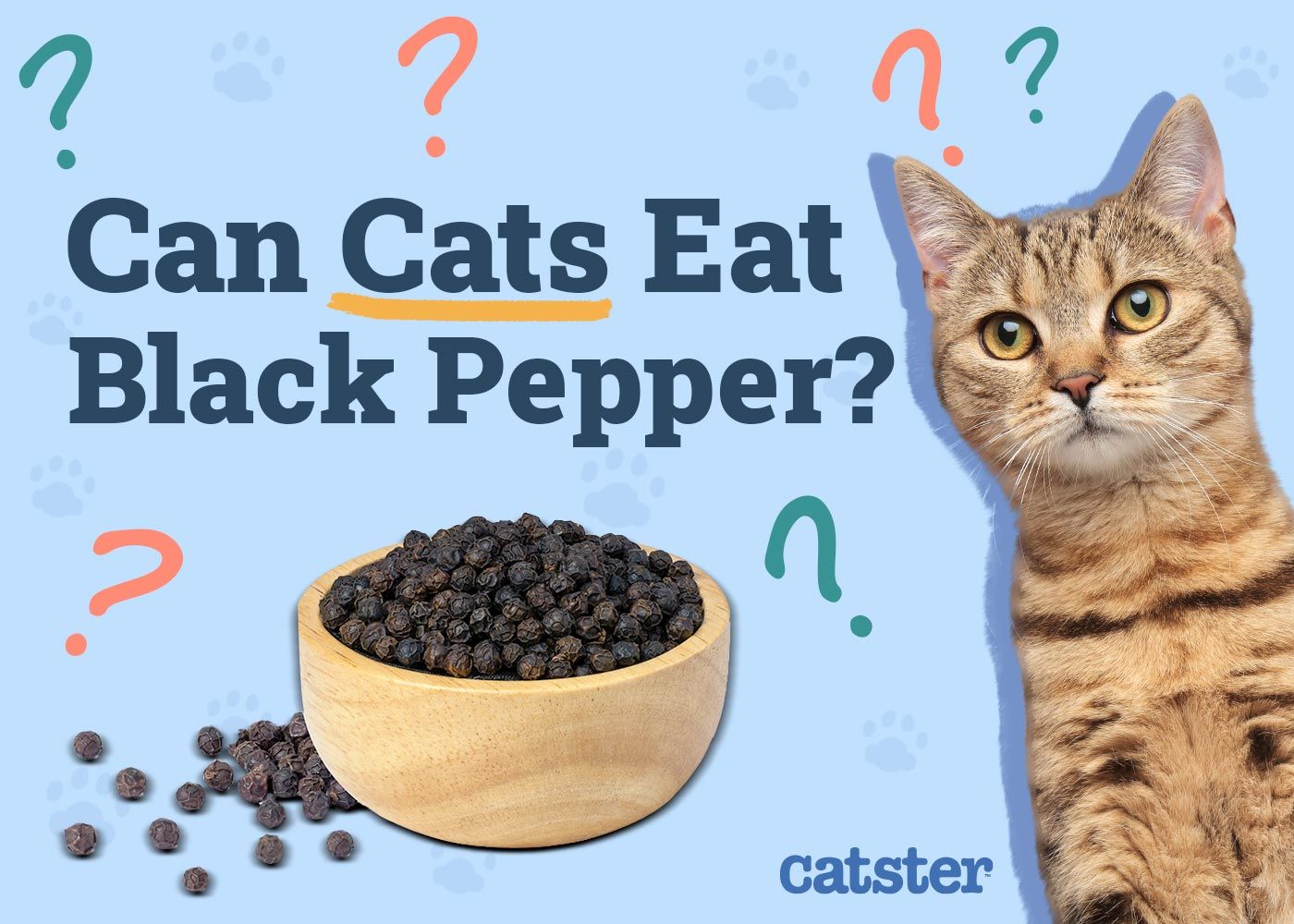 Can Cats Eat Black Pepper