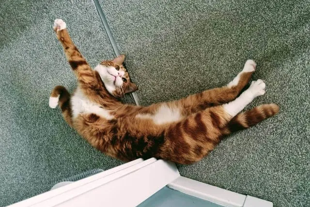 Alex and His Strange Obsession: Nighttime Kitty Antics