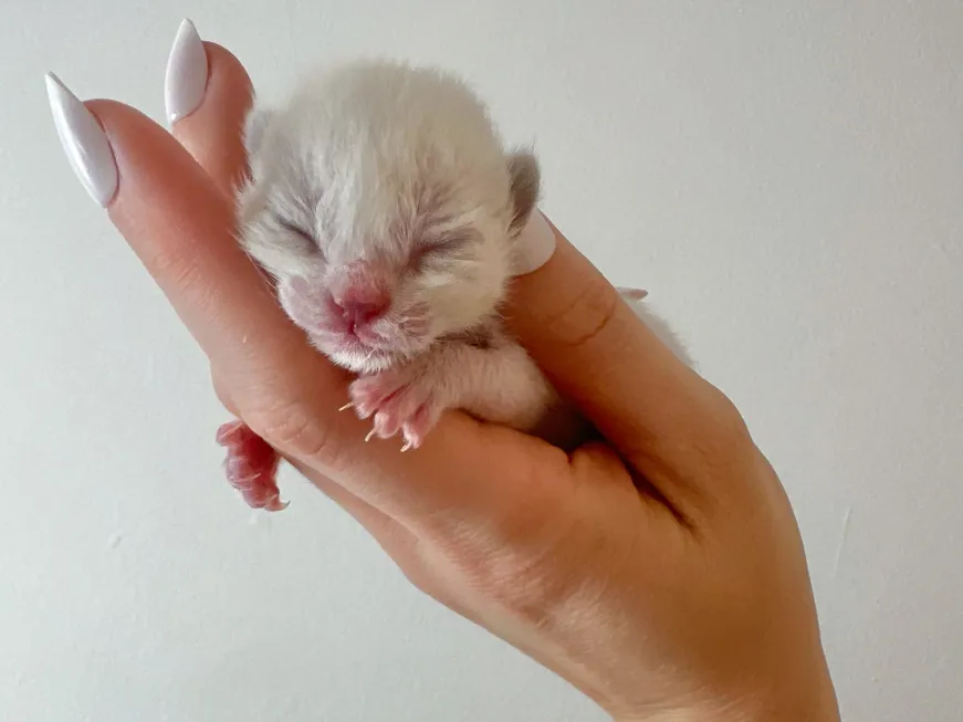 Hope for the Tiniest Fighters Baby Kitten Rescue Heroes of the Pet World - Santa intake