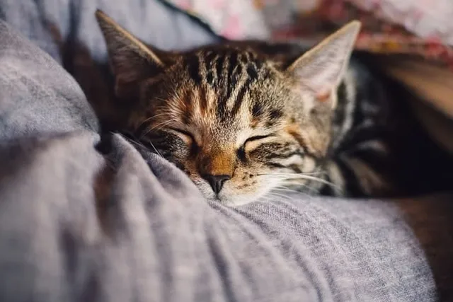 Do Cats Like Pillows? Vet-Reviewed Behavior Science & Info