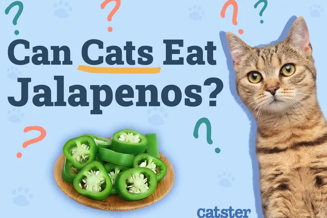 Can Cats Eat Jalapeños? Vet-Reviewed Facts & FAQ