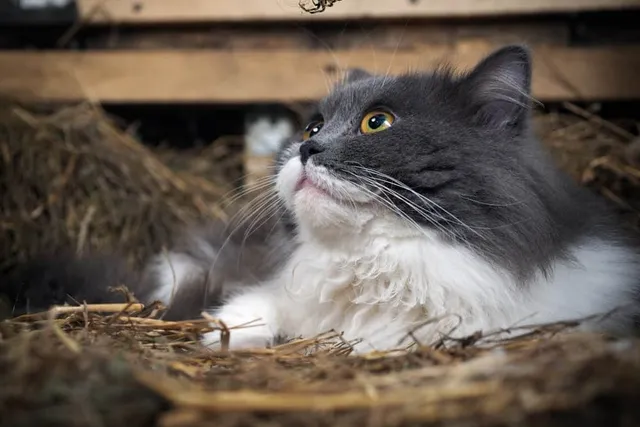4 Home Remedies for a Spider Bite on Your Cat – Our Expert Guide