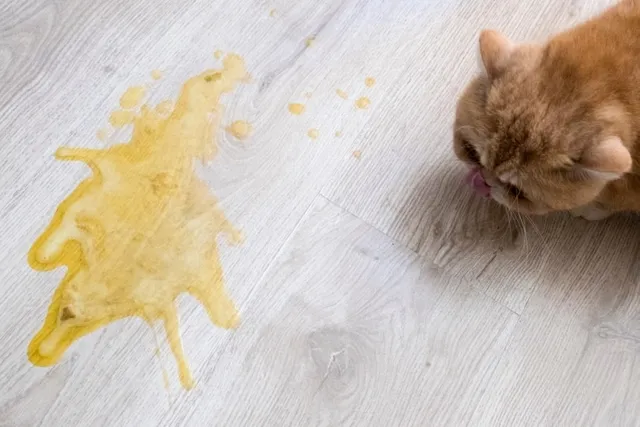 How to Get Cat Vomit Out of Hardwood: 4 Effective Steps