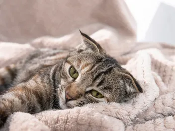 How Contagious is Feline Leukemia? Vet-Approved Facts & Explanation