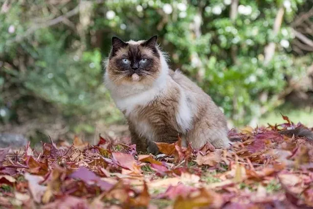 What to Do If You Find a Lost Cat: 11 Vet-Approved Steps to Follow