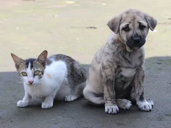 How to Introduce a Puppy to Cats (10 Vet-Verified Tips)