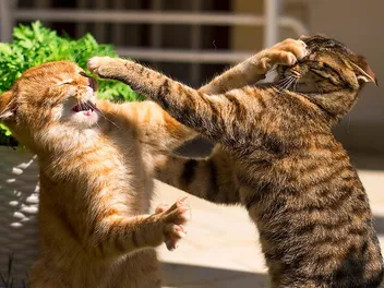 How to Safely Break up a Cat Fight: 6 Vet-Approved Tips