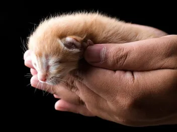 How to Keep Kittens Warm: Vet-Approved Techniques & Safety Tips