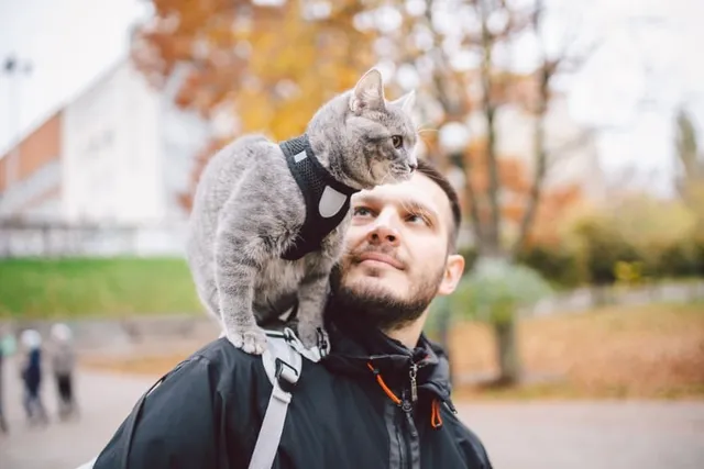 National Pet Month 2026: When It Is & How to Celebrate