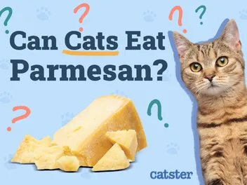 Can Cats Eat Parmesan? Vet-Approved Nutritional Facts & FAQ