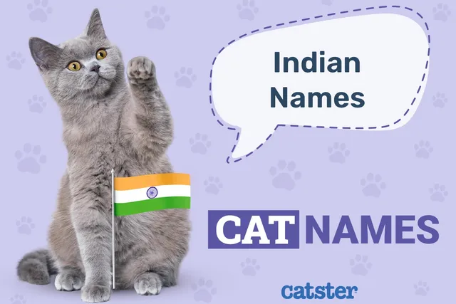 250+ Indian Cat Names: Great Ideas for Your Incredible Cat