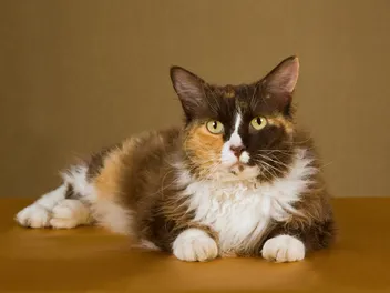 7 Best Glucosamine for Cats of 2026 - Reviews & Top Picks