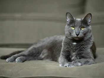 Korat Cat: Breed Info, Pictures, Temperament, & Traits