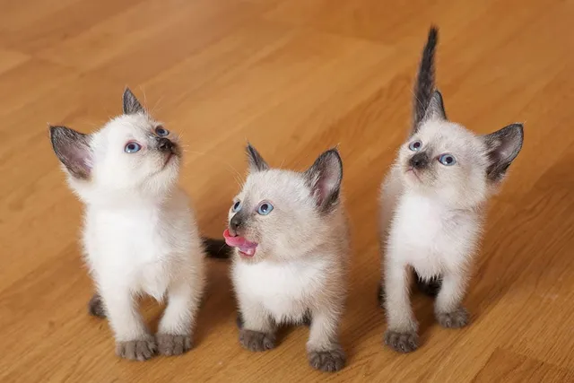 Siamese Kittens for Sale in Michigan: Breeders List 2026