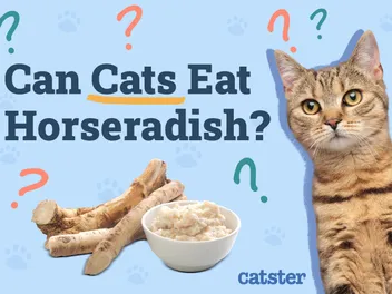 Can Cats Eat Horseradish? Vet-Approved Nutrition Facts