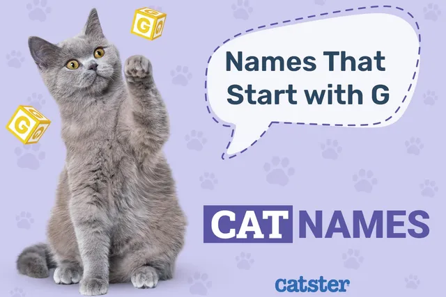 300+ Cat Names That Start With G: Greatest Picks for Males & Females