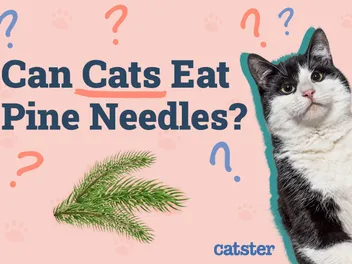 Can Cats Eat Pine Needles? Vet-Approved Risks & Alternatives