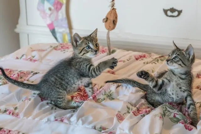 Why Is My Kitten So Hyper? 8 Vet-Reviewed Reasons for This Behavior