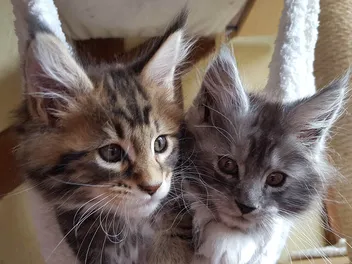 Maine Coon Kittens for Sale in Maine: Breeders List 2026