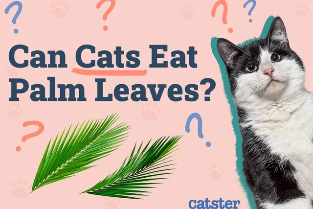 Can Cats Eat Palm Leaves? Vet-Approved Facts & FAQ