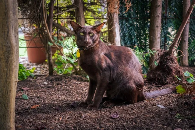 Oriental Shorthair Cat: Info, Pictures, Temperament & Traits
