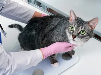 Chonks: The Internet Craze That Promotes Unhealthy Cats (Vet-Reviewed Analysis)