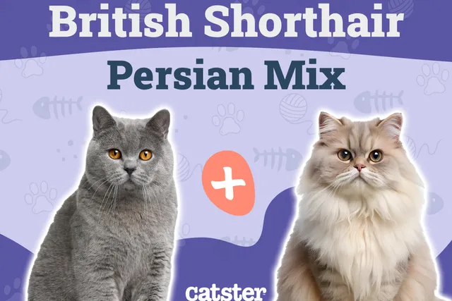 British Longhair Cat Breed Info: Pictures, Temperament & Traits