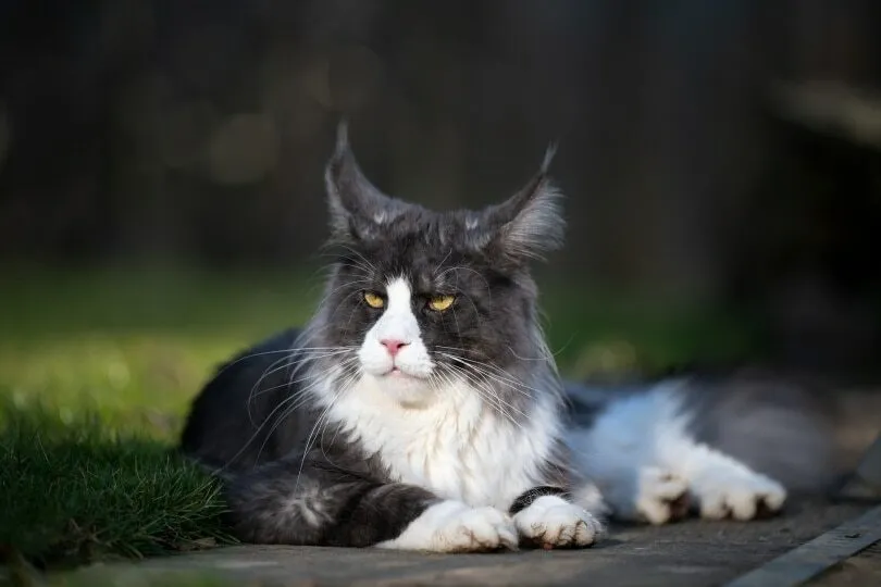 Tuxedo maine coon