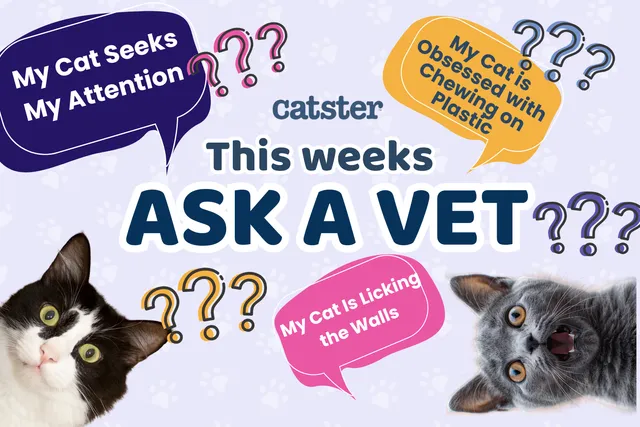 Ask Dr. Paola – Help! My Cat Is Seeking My Attention! (June 15, 2026)