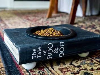 10 DIY Cat Feeding Stations You Can Create at Home (With Pictures)
