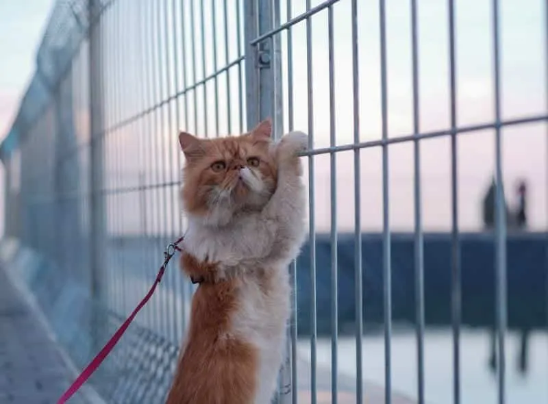 Orange Cat on White Metal Fence