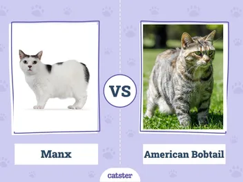 Manx Cat vs American Bobtail Cat: Key Differences (With Pictures)