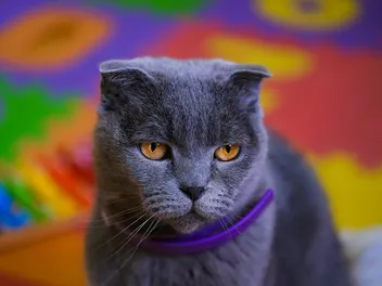 9 Best Calming Collars for Cats in 2026 - Reviews & Top Picks