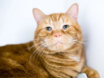 Haws Syndrome in Cats: Causes, Signs & Treatments (Vet Answer)