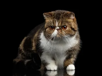 7 Shorthair Cat Colors for British, Exotic & Oriental Breeds (Vet-Reviewed Info & Pictures)