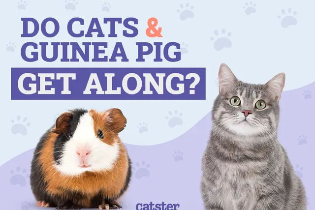 Do Cats & Guinea Pigs Get Along? Our Vet Answers