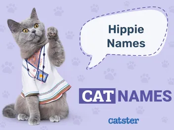 Hippie Cat Names: 240 Great Ideas for Your Laid-Back Cat