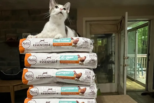 Meet VOICE: The Program Helping Rescue Pets Through Simple Daily Clicks